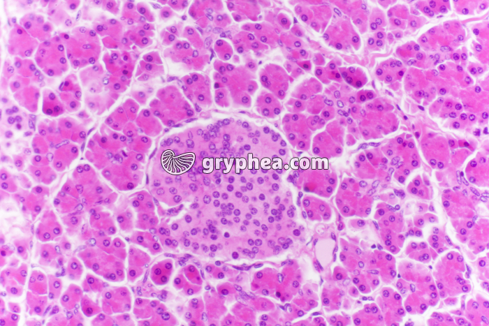 Pancréas endocrine (ilot de Langerhans, Cobaye) x100 - gryphea.com